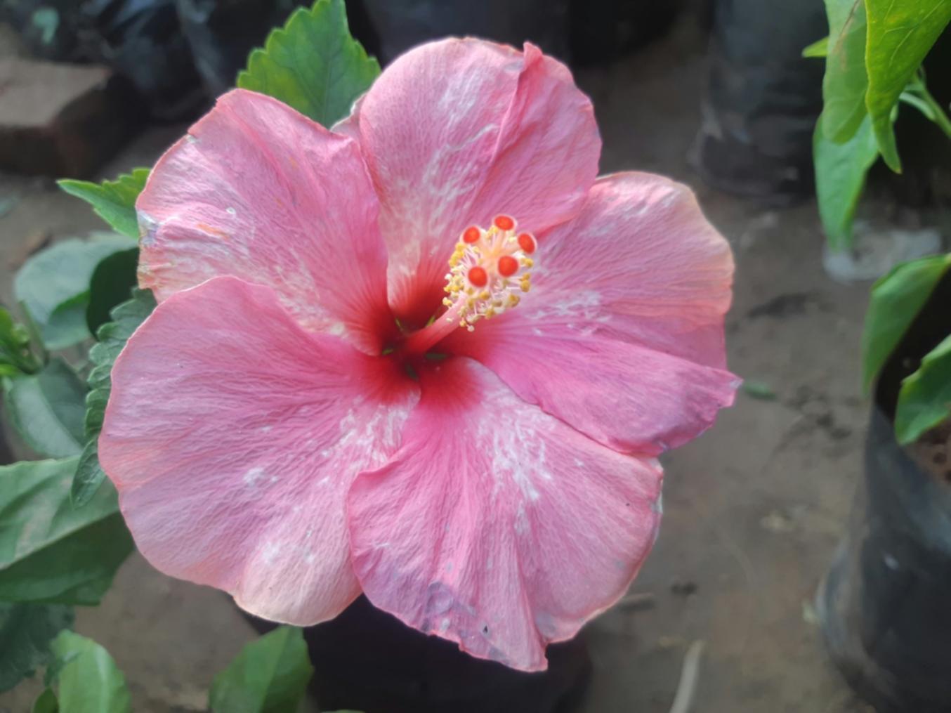 Diseño profesional de plantas en interior moderno